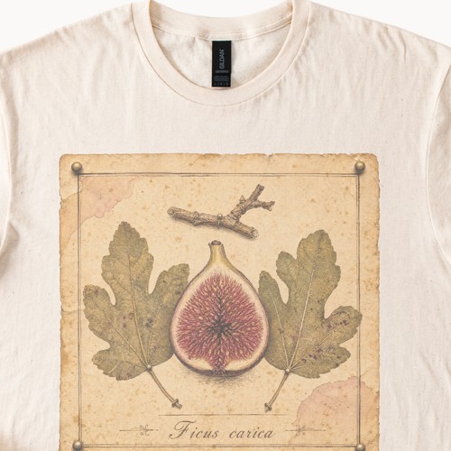 Ficus carica halved - ficus,